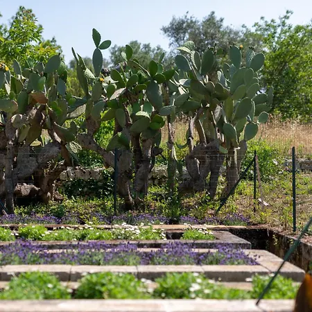 Masseria Bel Cortile - Villa Ostuni